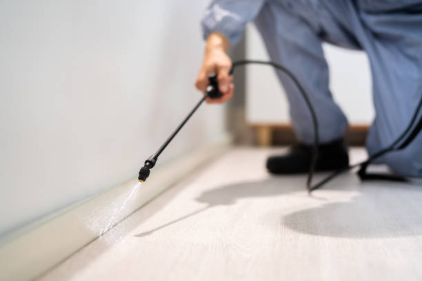 Licensed Wasp Removal service in Mount Morris, IL - Show Me Pest Control